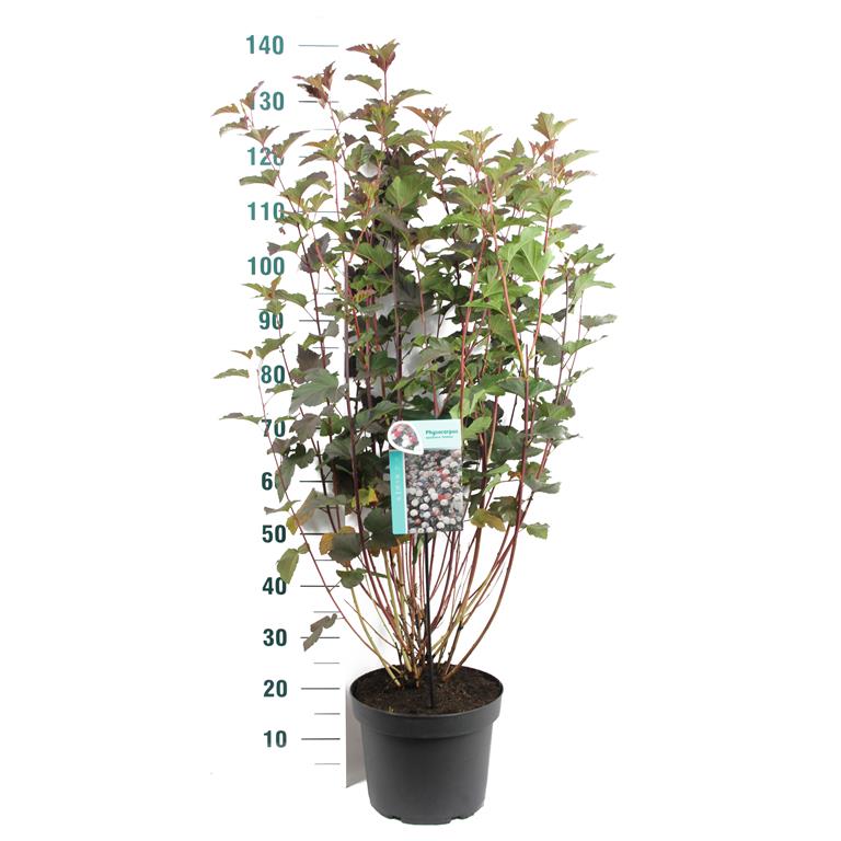 Physocarpus op. &