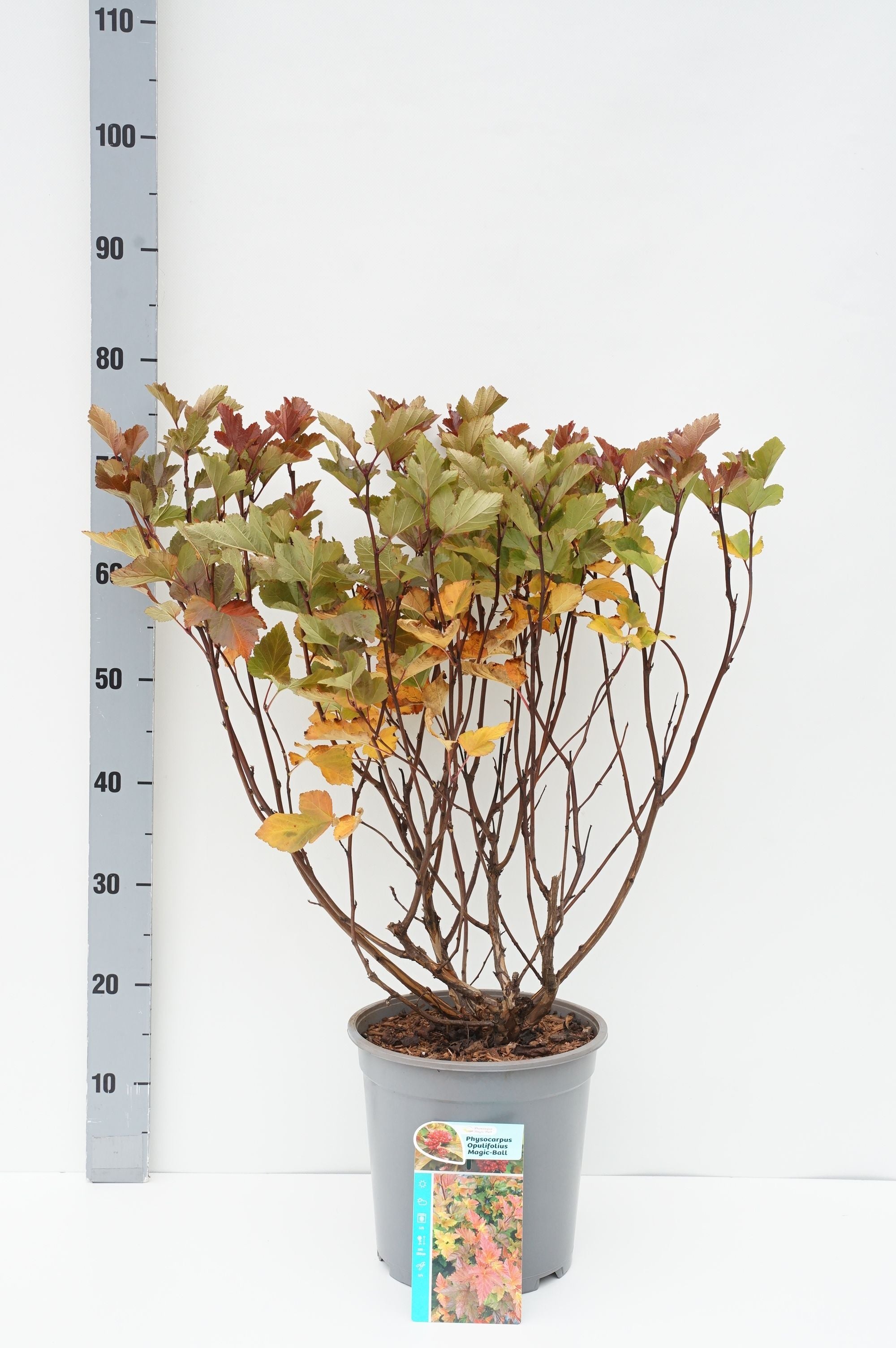 Smällspirea op. &