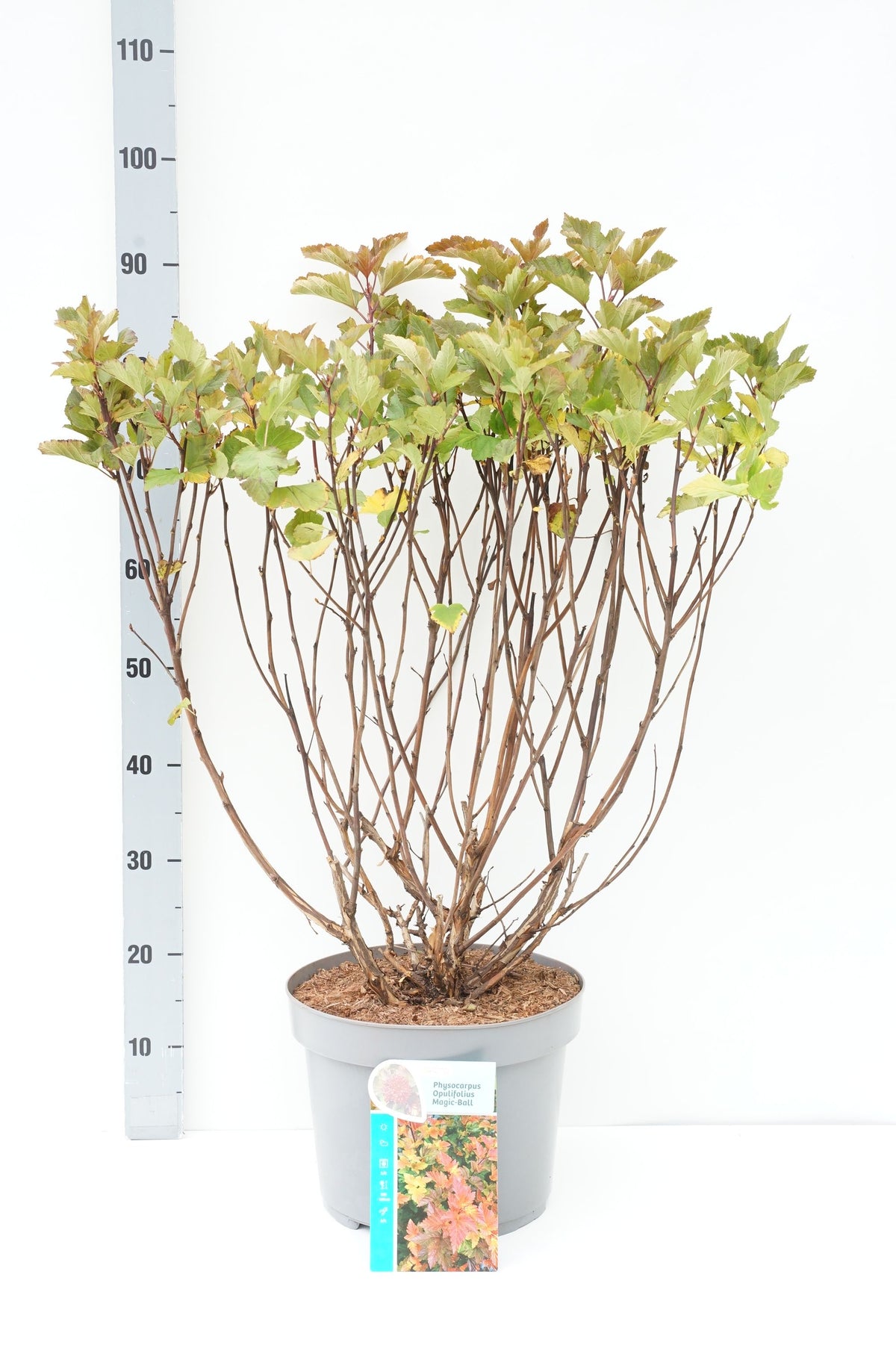 Physocarpus op. &