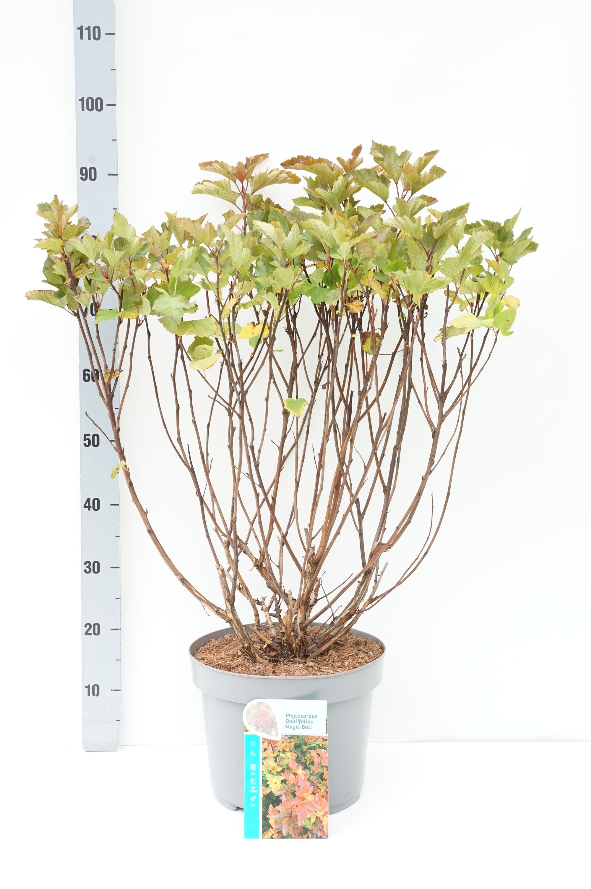 Physocarpus op. &