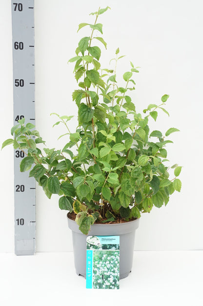 Philadelphus &