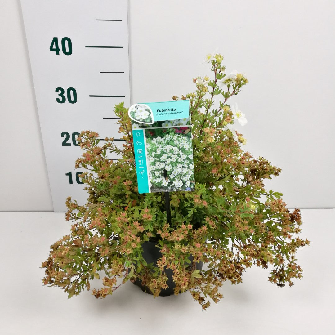 Potentilla f. &