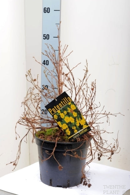 Potentilla f. &