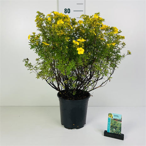 Potentilla f. 'Goldfinger'