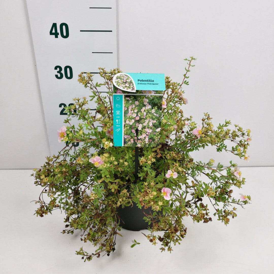 Potentilla f. &