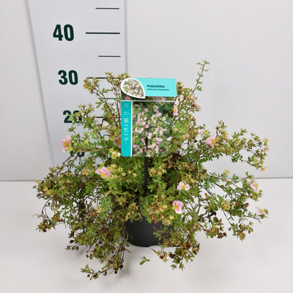 Potentilla f. &
