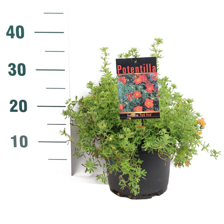 Potentilla f. &