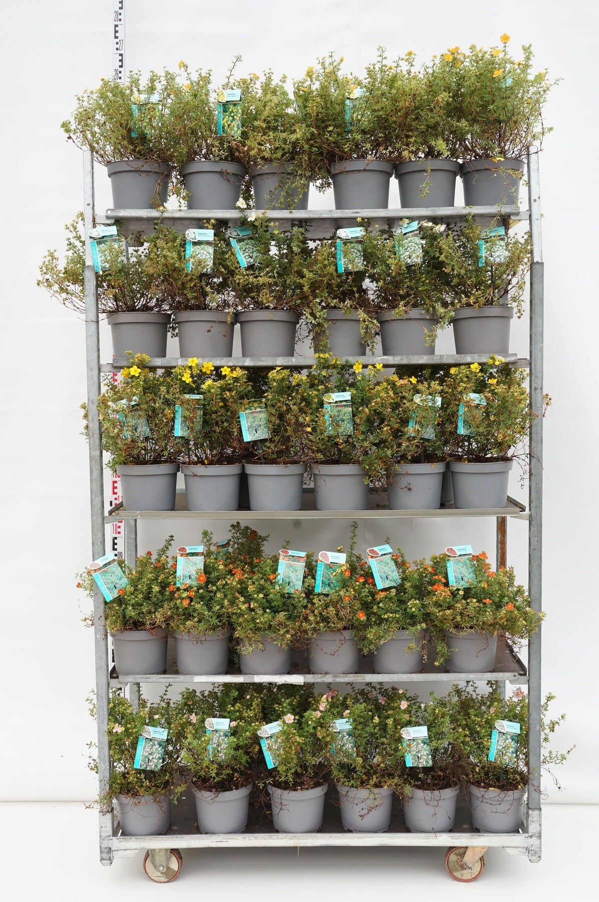 Potentilla i olika sorter C7 (7 liters kruka) 30-40 cm