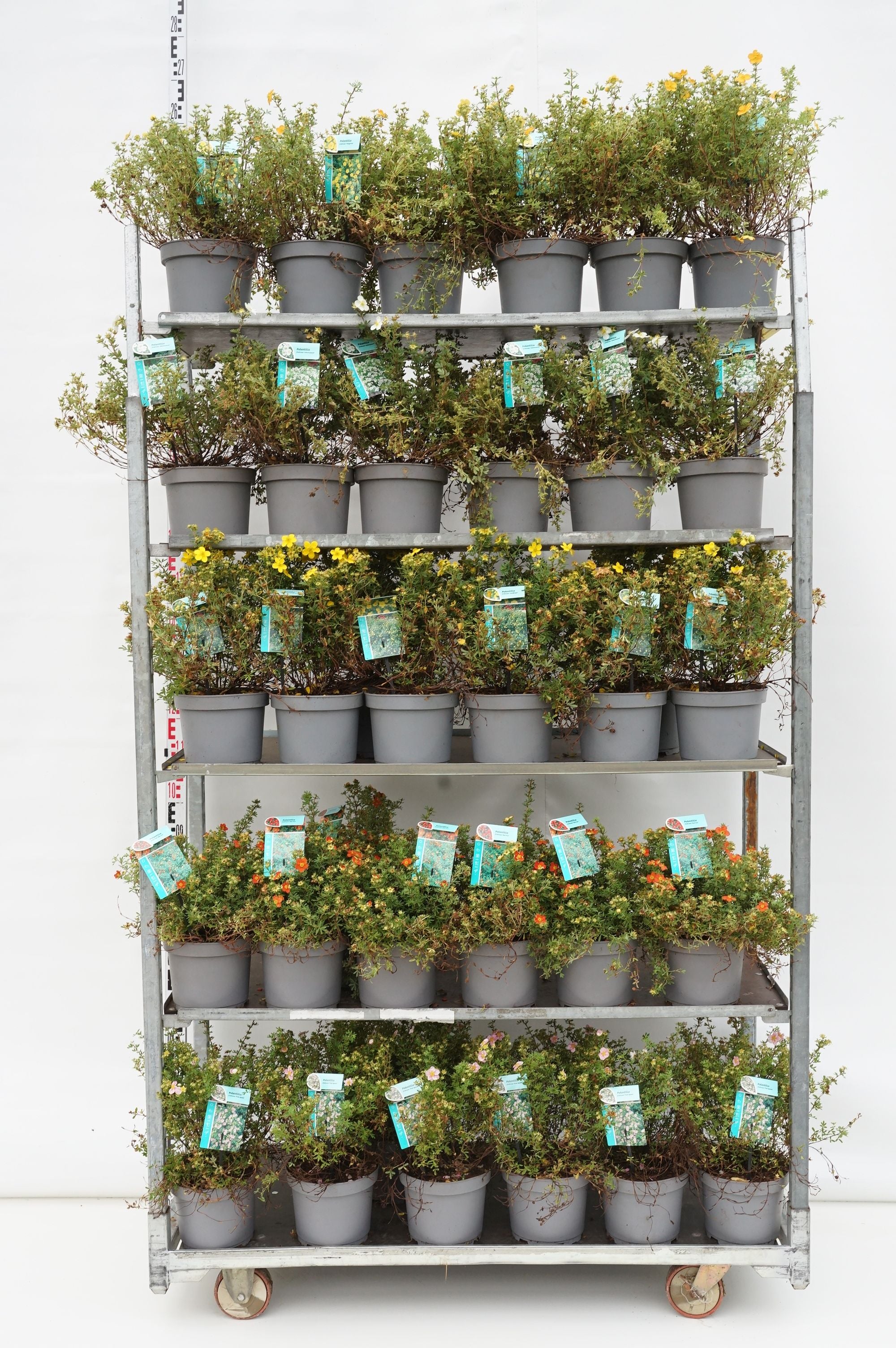 Potentilla i olika sorter C7 (7 liters kruka) 30-40 cm