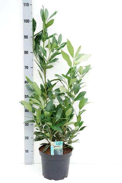 Lagerhägg Prunus laur. &