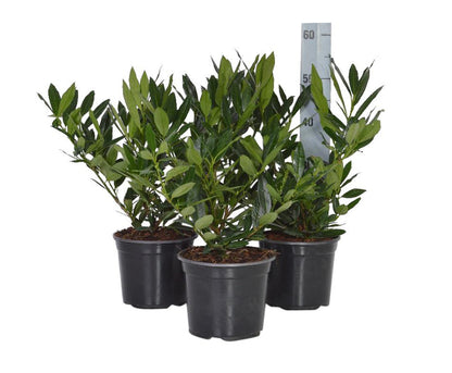 Prunus laur. &