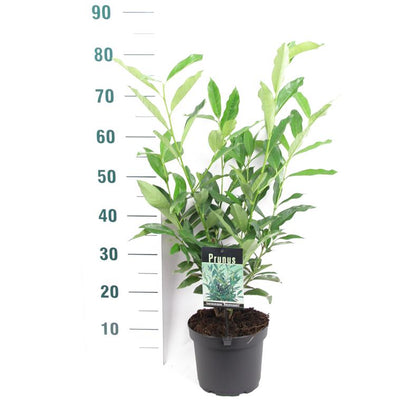 Prunus laur. &