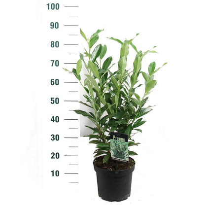 Prunus laurocerasus &