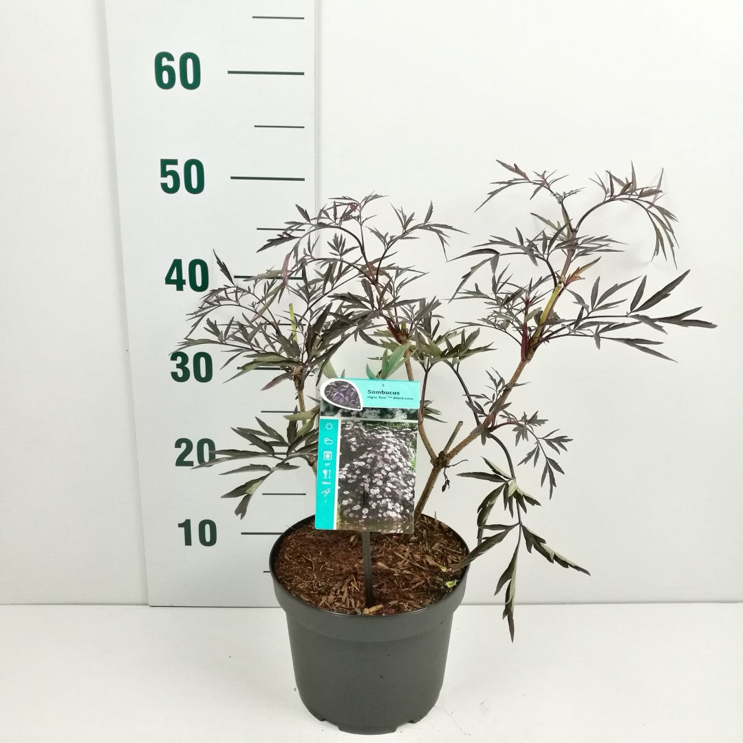 Sambucus nigra &