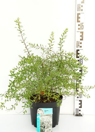 Spiraea arguta