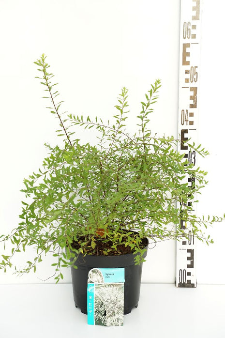 Spiraea arguta