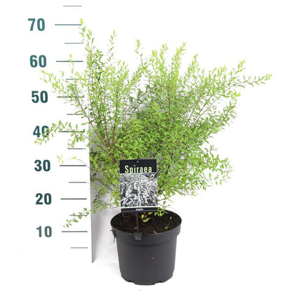 Spiraea arguta C3 (3 liters kruka) 40-50 cm