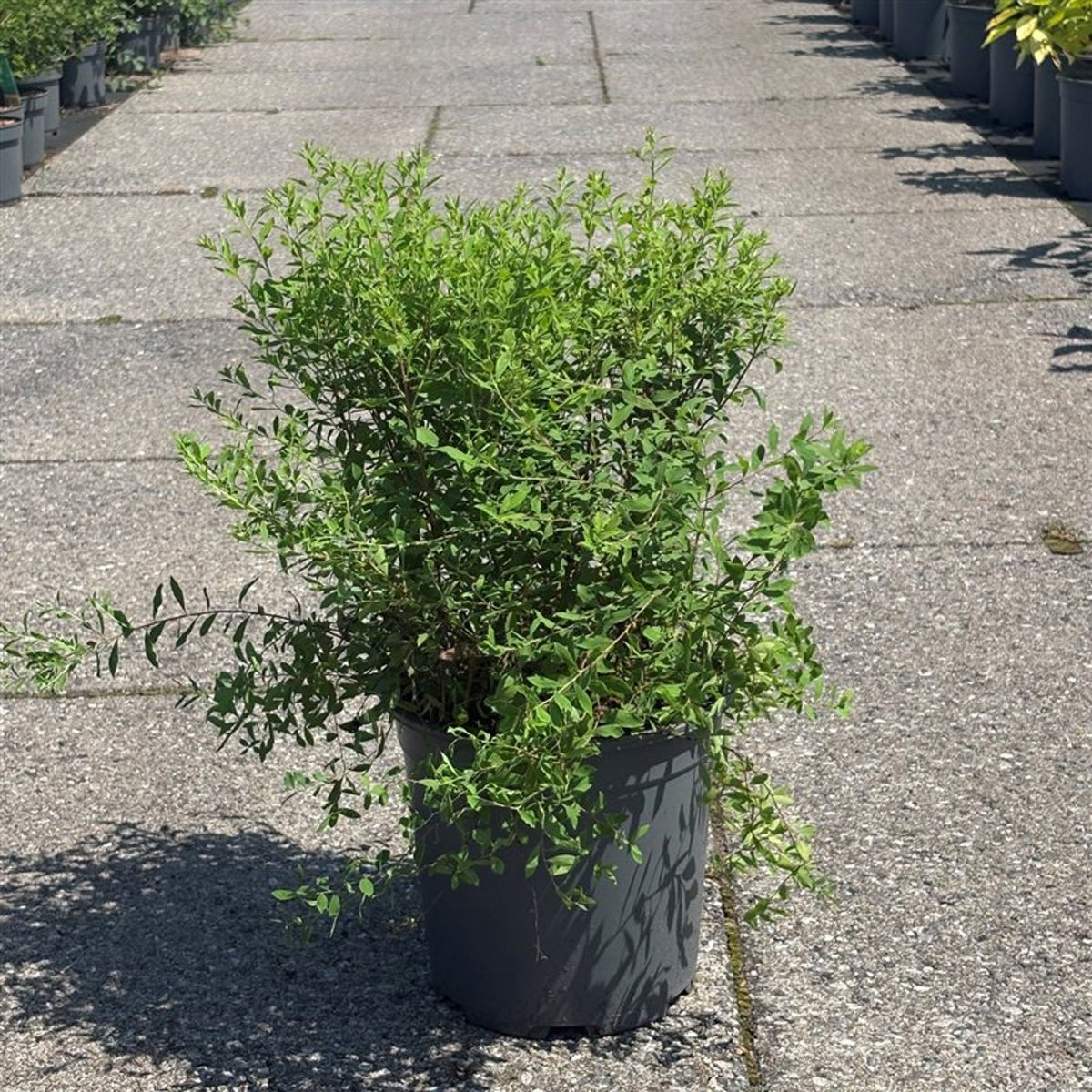 Spiraea arguta 40-50 cm - C3 (3 liters kruka)