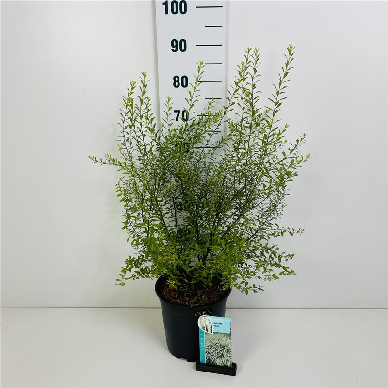 Spiraea arguta C5 (5 liters kruka) / 23 cm kruka 60-80 cm