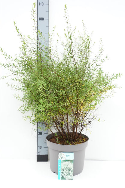 Spiraea arguta C10 (10 liters kruka) 60-80 cm