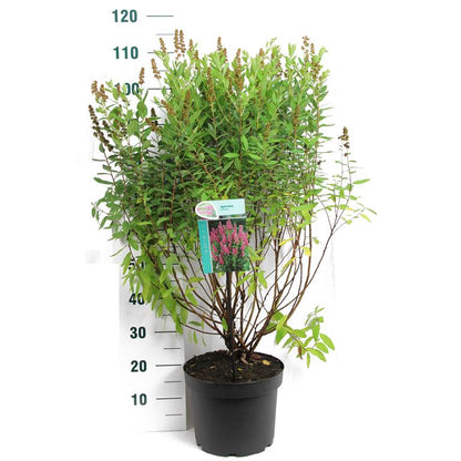 Spiraea billardii 80-100 cm, C10 (10 liters kruka)