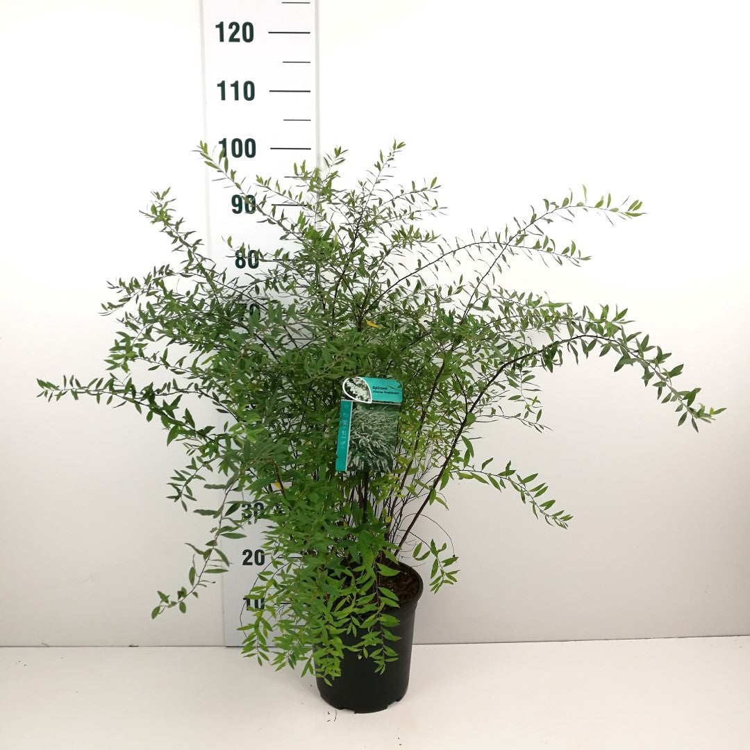 Spiraea cinerea &