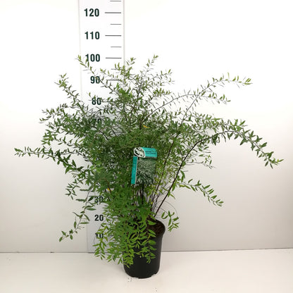 Spiraea cinerea &
