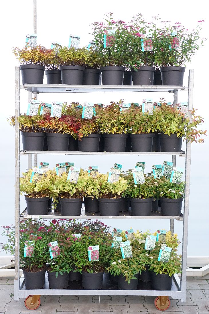 Spiraea i olika sorter C3 (3 liters kruka) / 19 cm kruka 25–30 cm