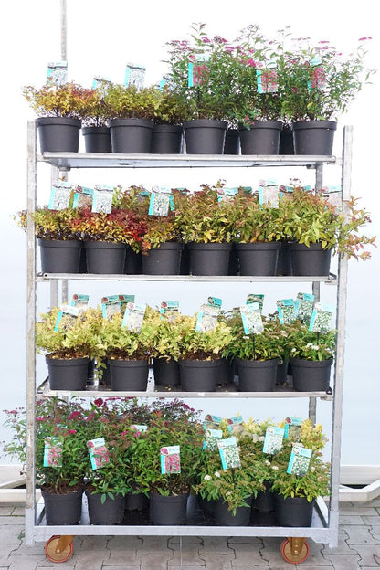 Spiraea i olika sorter C3 (3 liters kruka) / 19 cm kruka 25–30 cm