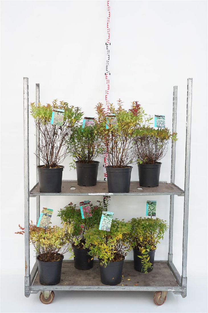 Spiraea i sorter C7 (7 liters kruka) 30-40 cm