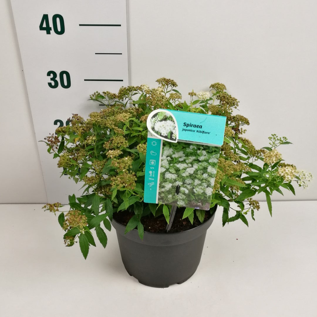 Spiraea japonica &