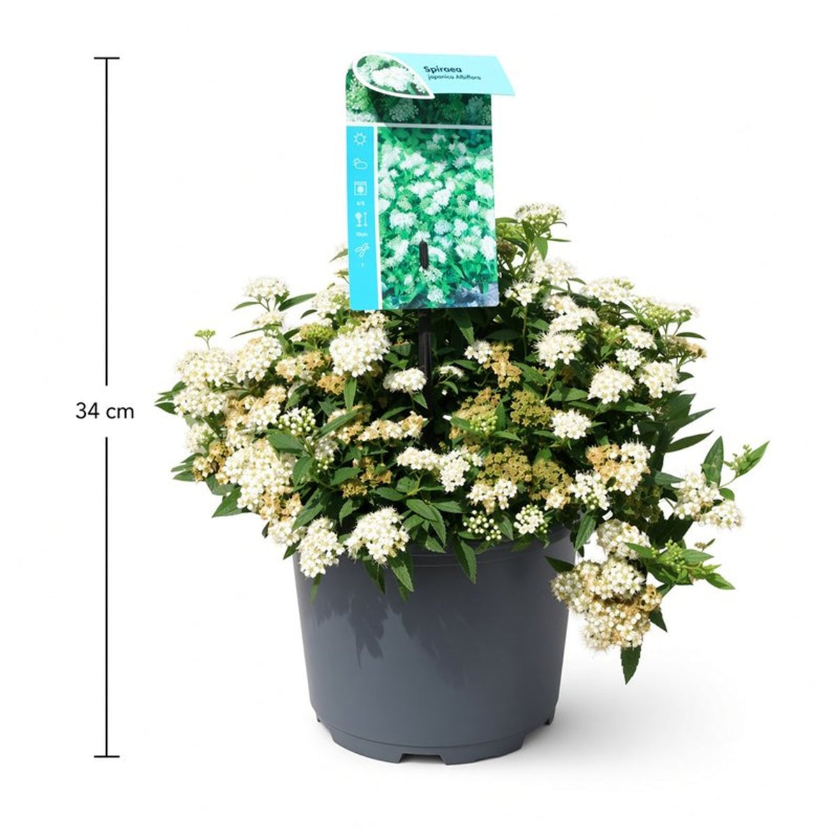 Spiraea japonica &