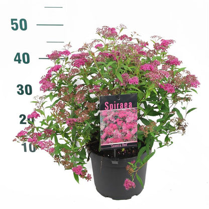 Spiraea japonica &