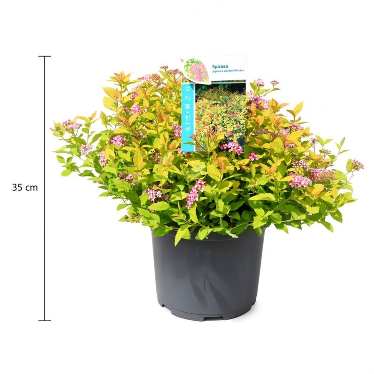 Spiraea japonica &