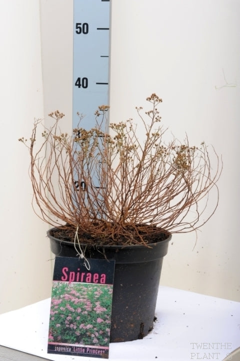 Spiraea jap. &