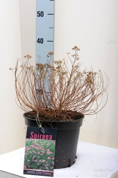 Spiraea japonica &