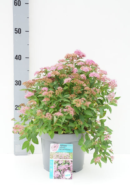 Spiraea jap. &