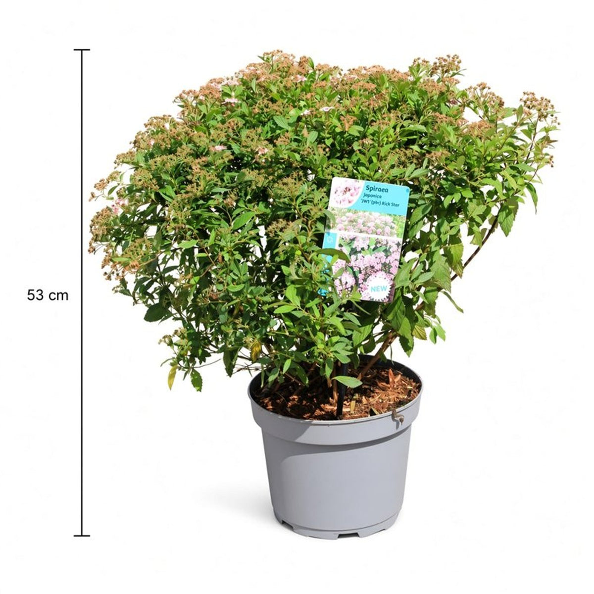 Spiraea jap. &