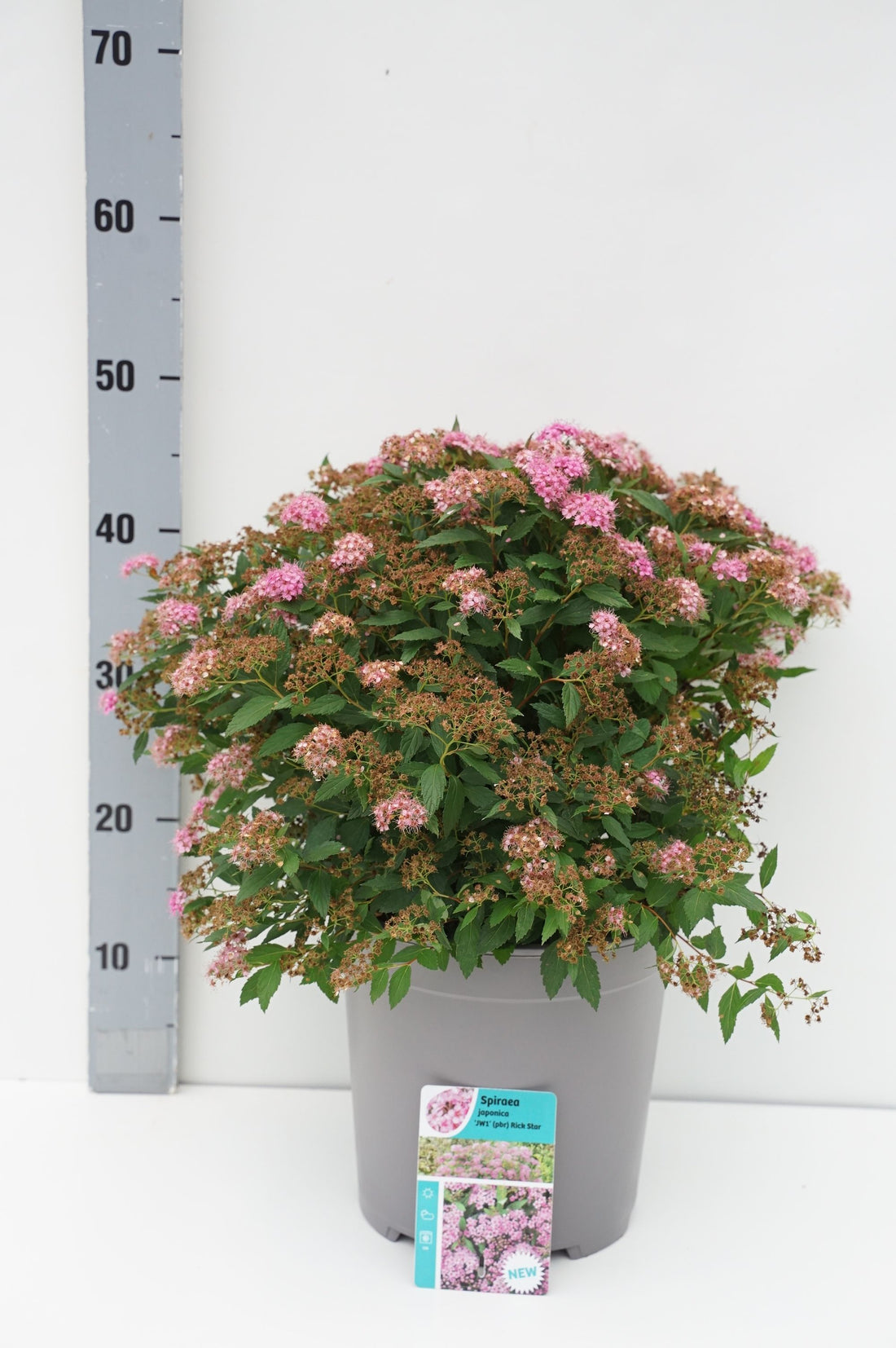 Spiraea jap. &