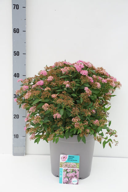 Spiraea japonica &