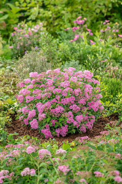 Spiraea japonica &