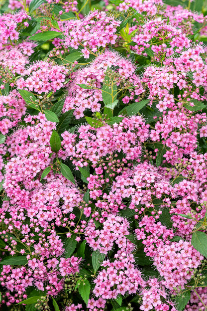 Spiraea japonica &