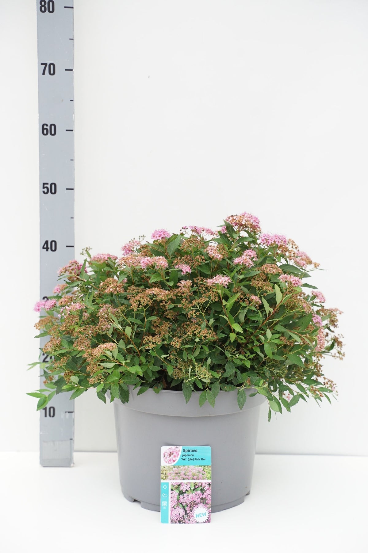 Spiraea japonica &