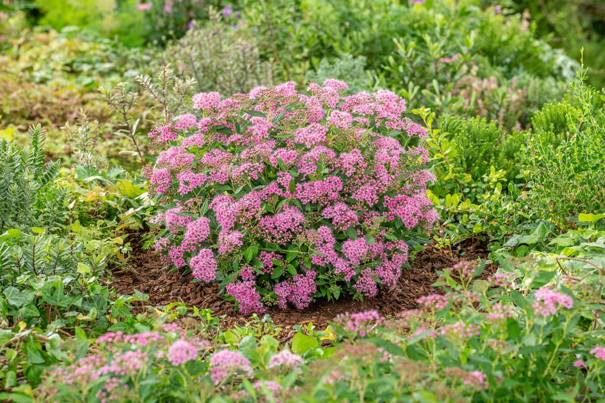 Spiraea jap. &