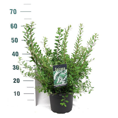 Spiraea nipp. &