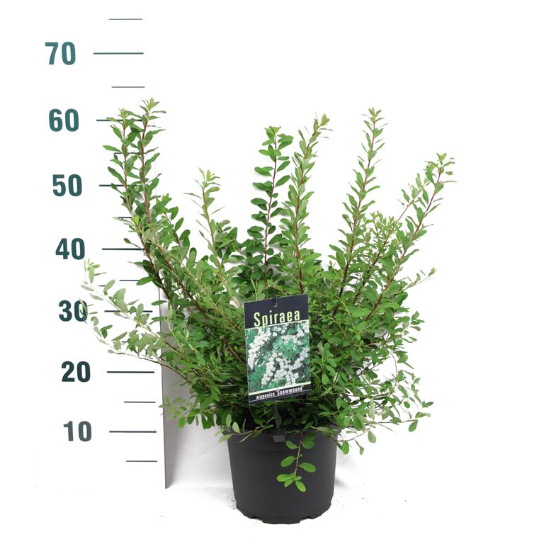 Spiraea nipp. &