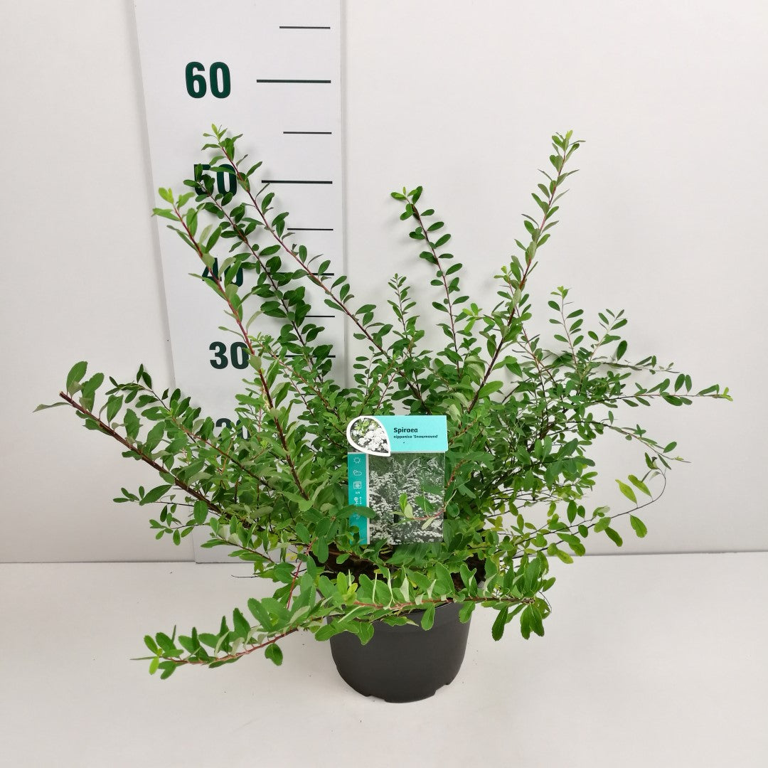 Spiraea nipp. &