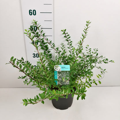 Spiraea nipp. &