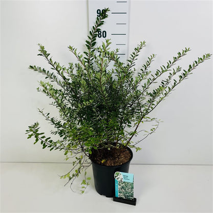 Spiraea nipp. &