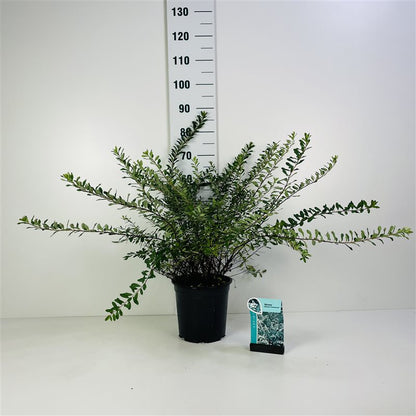 Spiraea vanhouttei 50-60 cm C7 (7 liters kruka)